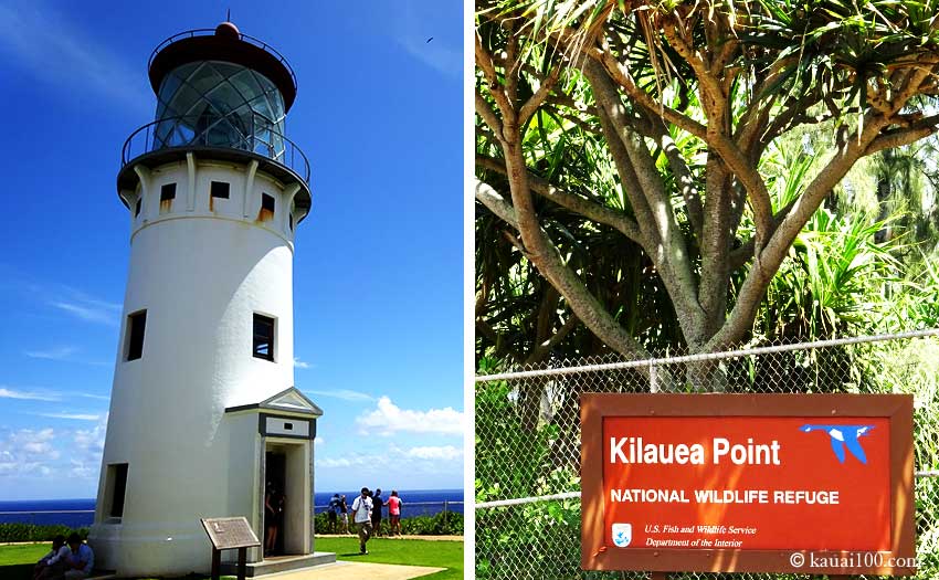 Kilauea Point