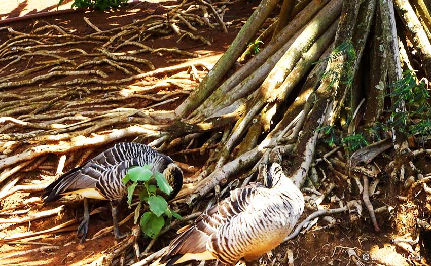 カウアイ島のキラウエア・ナショナル・ワイルドライフ・レフュージの野鳥