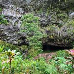 ハワイ州カウアイ島のシダの洞窟