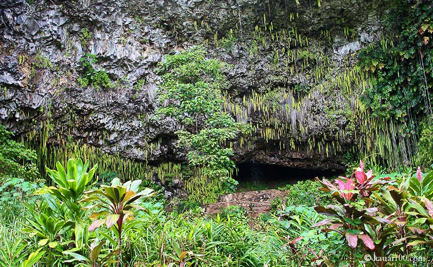 ハワイ州カウアイ島のシダの洞窟