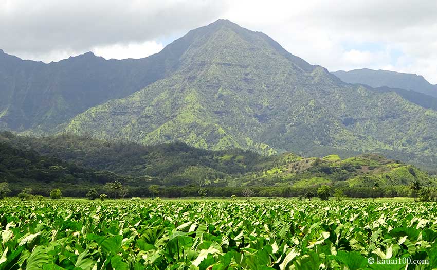 カウアイ島 Hanalei National Wildlife Refuge