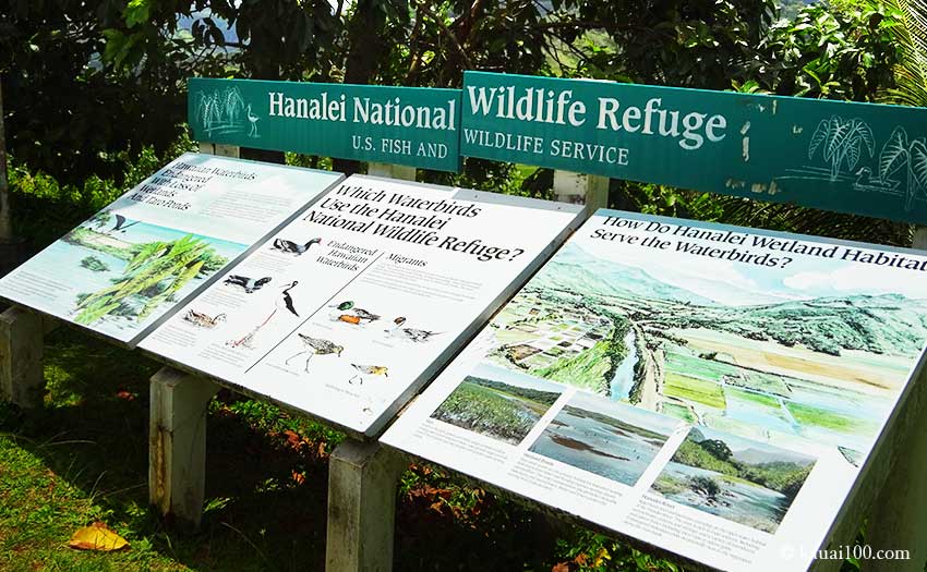 Hanalei Lookout