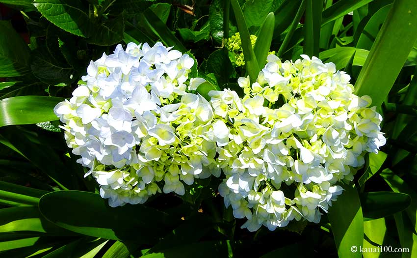 公園に咲く植物